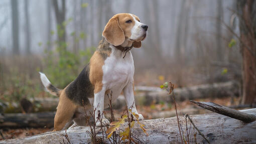Beagle clearance off lead
